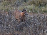 Rooikat 3  Caracal hunting   Rooikat op jag